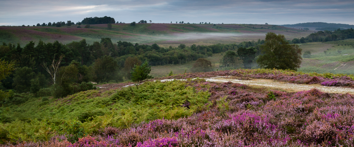 Acres of Heather at Rockford Common
